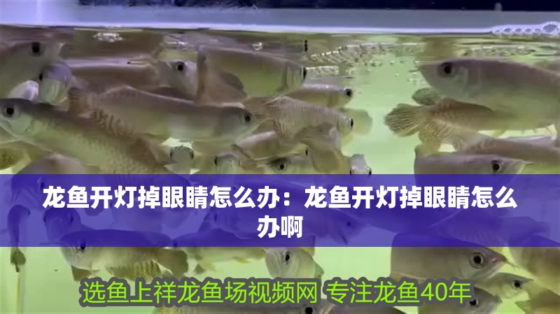 龍魚開燈掉眼睛怎么辦：龍魚開燈掉眼睛怎么辦啊