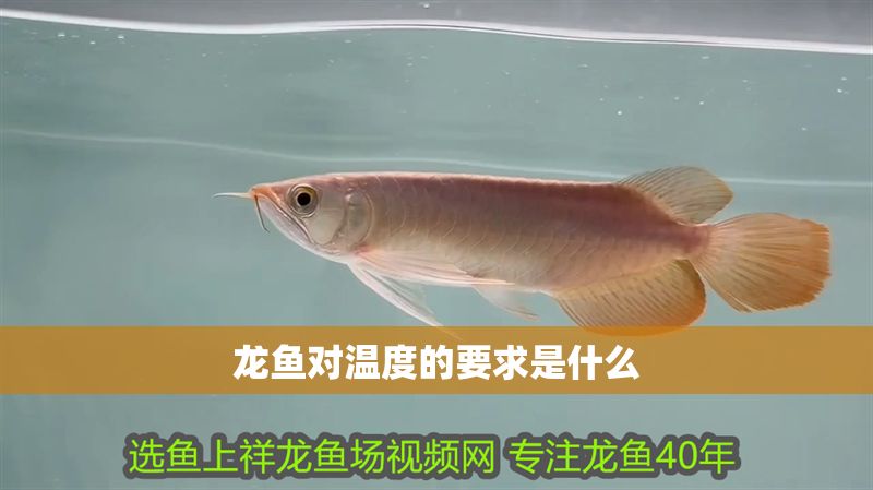 龍魚對溫度的要求是什么