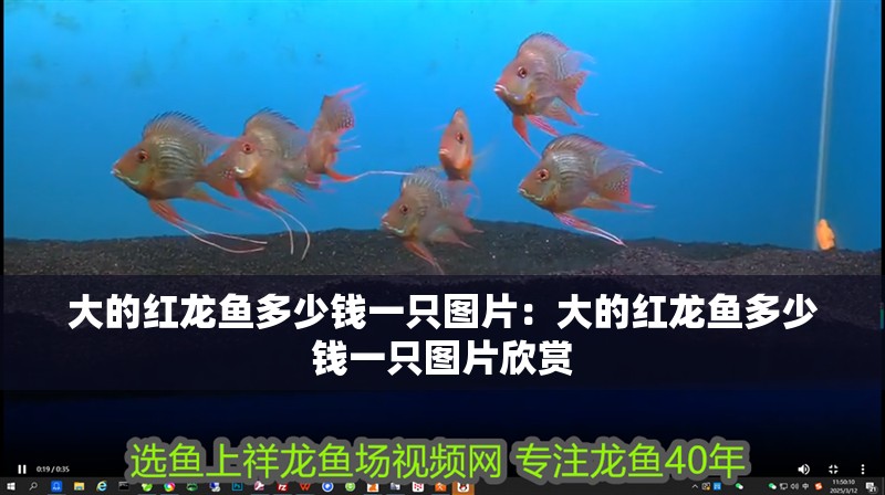大的紅龍魚多少錢一只圖片：大的紅龍魚多少錢一只圖片欣賞