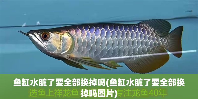 魚缸水臟了要全部換掉嗎(魚缸水臟了要全部換掉嗎圖片)