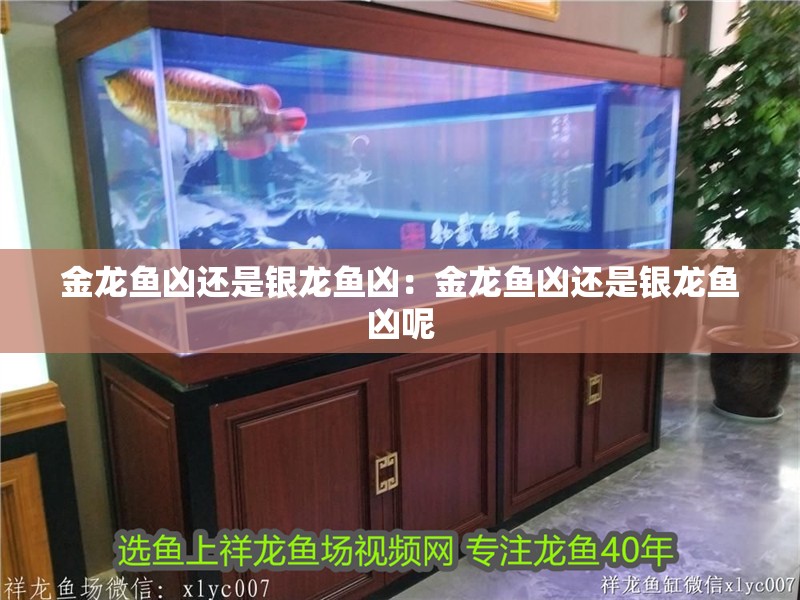 金龍魚兇還是銀龍魚兇：金龍魚兇還是銀龍魚兇呢