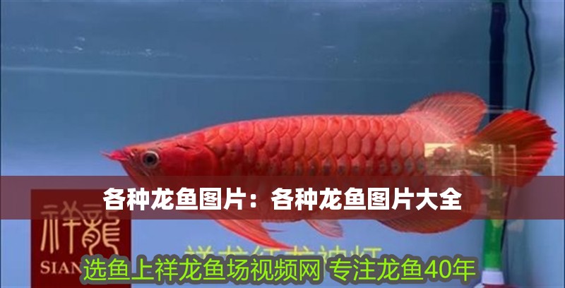 各種龍魚(yú)圖片：各種龍魚(yú)圖片大全