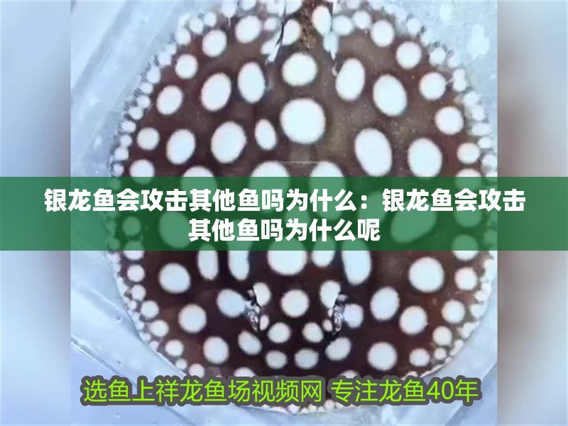 銀龍魚會攻擊其他魚嗎為什么：銀龍魚會攻擊其他魚嗎為什么呢