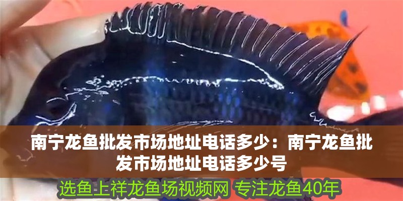 南寧龍魚批發市場地址電話多少：南寧龍魚批發市場地址電話多少號
