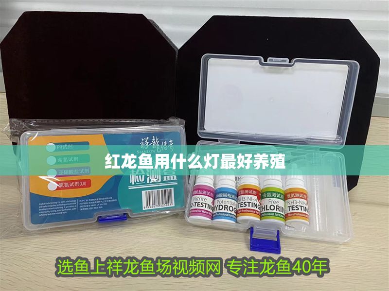 紅龍魚用什么燈最好養殖