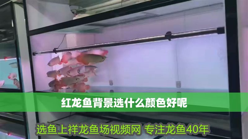 紅龍魚背景選什么顏色好呢