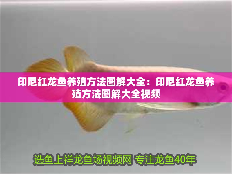 印尼紅龍魚養殖方法圖解大全：印尼紅龍魚養殖方法圖解大全視頻