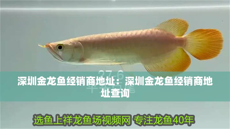 深圳金龍魚經(jīng)銷商地址：深圳金龍魚經(jīng)銷商地址查詢