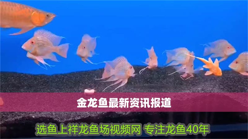 金龍魚最新資訊報道