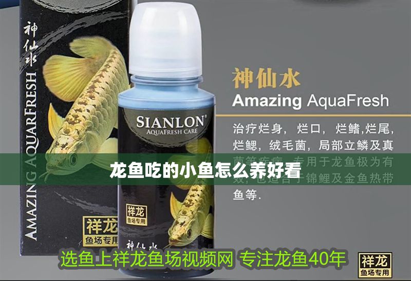 龍魚吃的小魚怎么養(yǎng)好看