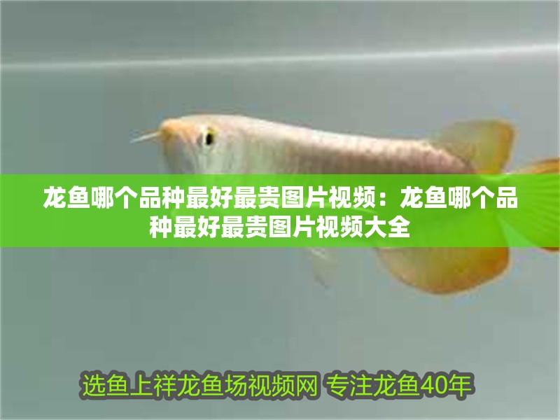 龍魚哪個品種最好最貴圖片視頻：龍魚哪個品種最好最貴圖片視頻大全