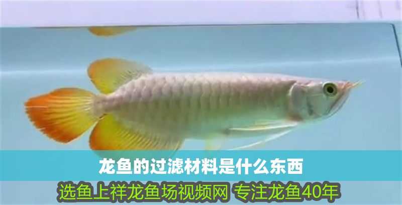 龍魚(yú)的過(guò)濾材料是什么東西