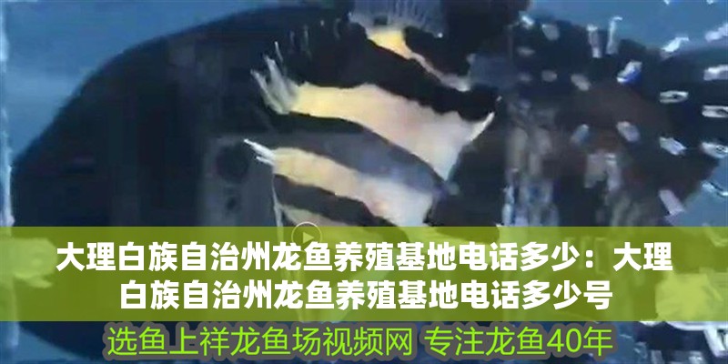 大理白族自治州龍魚養殖基地電話多少：大理白族自治州龍魚養殖基地電話多少號