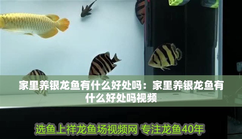 家里養銀龍魚有什么好處嗎：家里養銀龍魚有什么好處嗎視頻