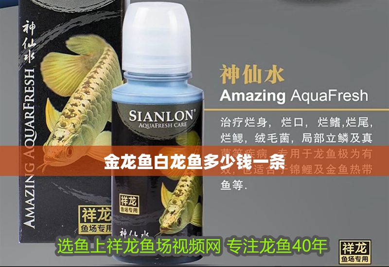 金龍魚白龍魚多少錢一條