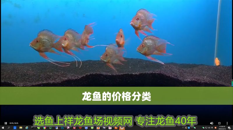 龍魚的價格分類