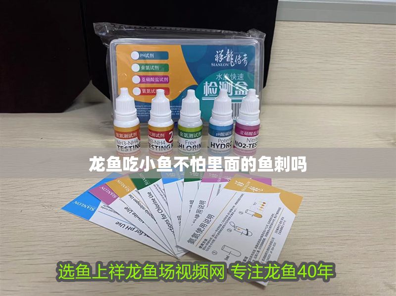 龍魚吃小魚不怕里面的魚刺嗎