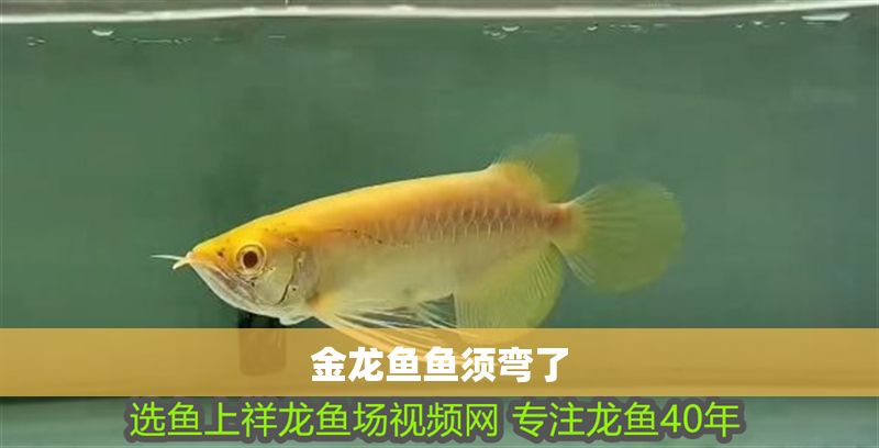 金龍魚魚須彎了