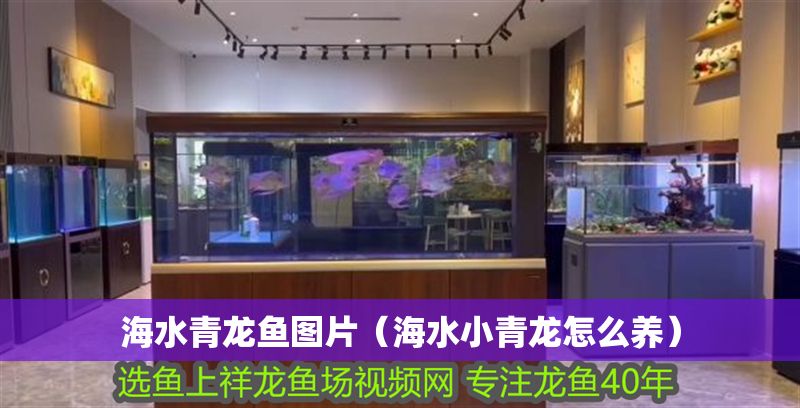 海水青龍魚圖片（海水小青龍怎么養(yǎng)）