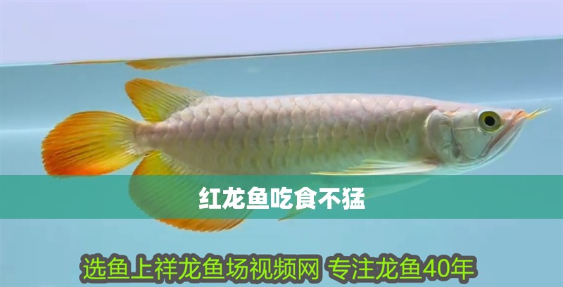 紅龍魚吃食不猛