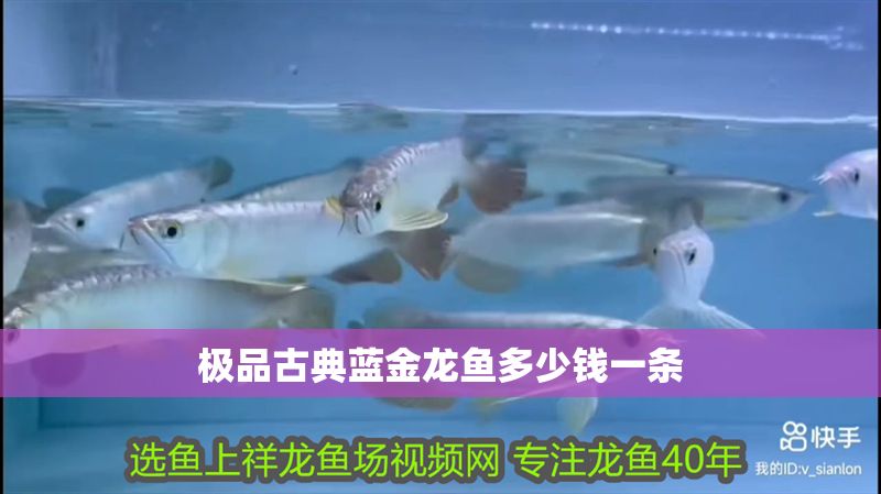 極品古典藍金龍魚多少錢一條