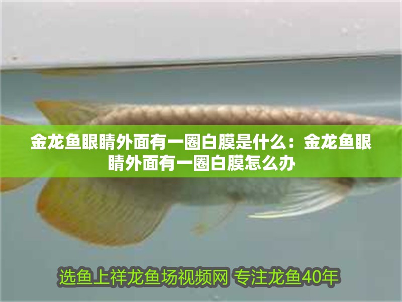 金龍魚眼睛外面有一圈白膜是什么：金龍魚眼睛外面有一圈白膜怎么辦