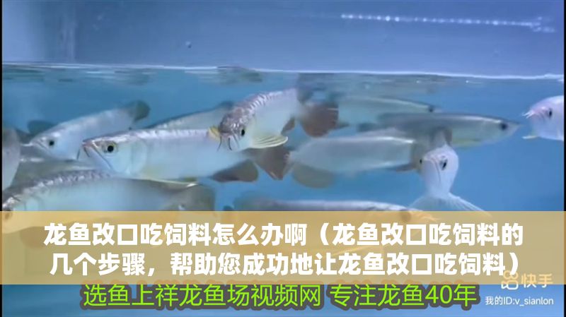 龍魚改口吃飼料怎么辦啊（龍魚改口吃飼料的幾個(gè)步驟，幫助您成功地讓龍魚改口吃飼料）