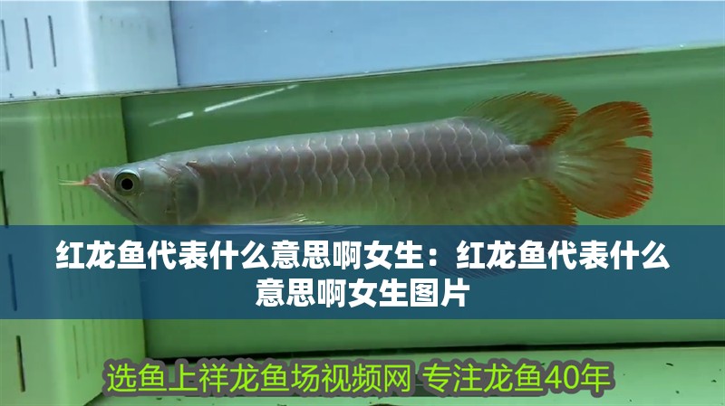 紅龍魚代表什么意思啊女生：紅龍魚代表什么意思啊女生圖片