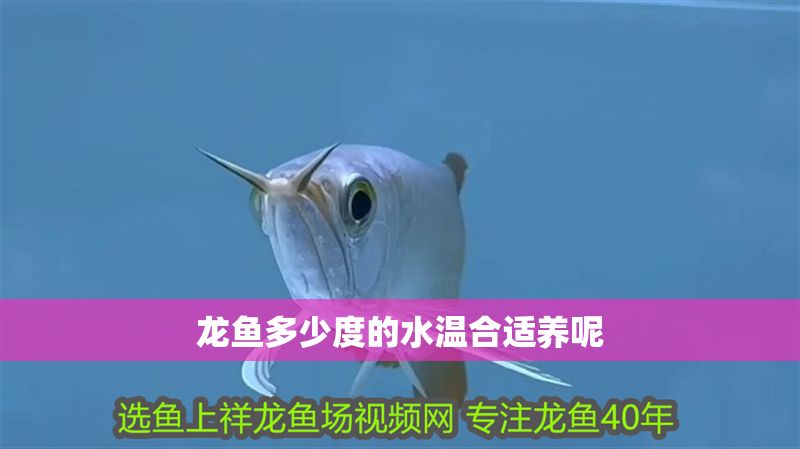 龍魚多少度的水溫合適養呢
