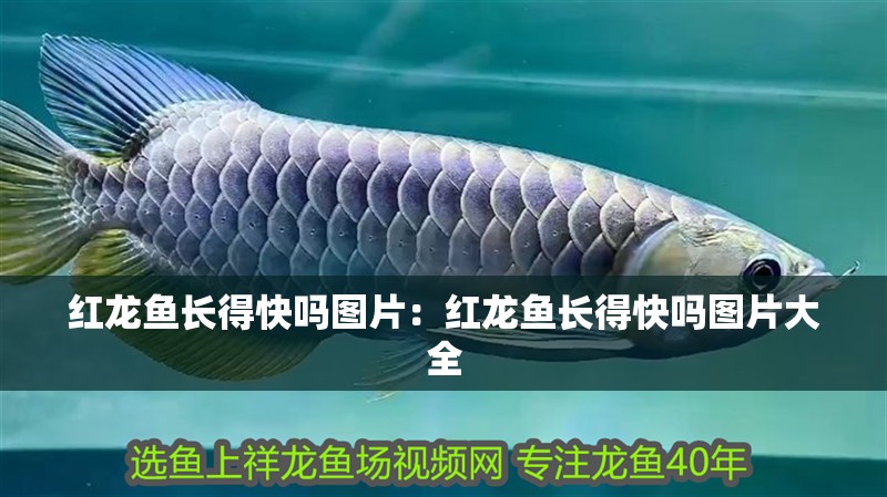 紅龍魚長得快嗎圖片：紅龍魚長得快嗎圖片大全