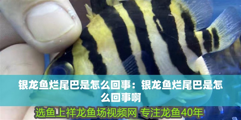 銀龍魚爛尾巴是怎么回事：銀龍魚爛尾巴是怎么回事啊