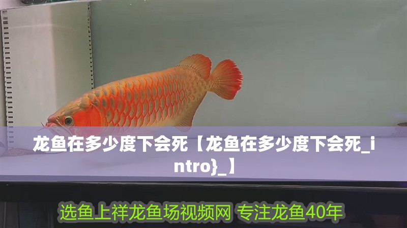 龍魚在多少度下會死【龍魚在多少度下會死_intro}_】