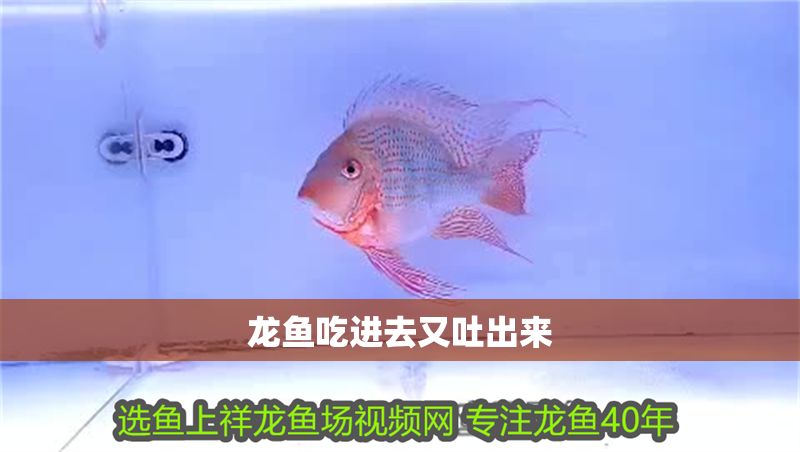 龍魚吃進去又吐出來