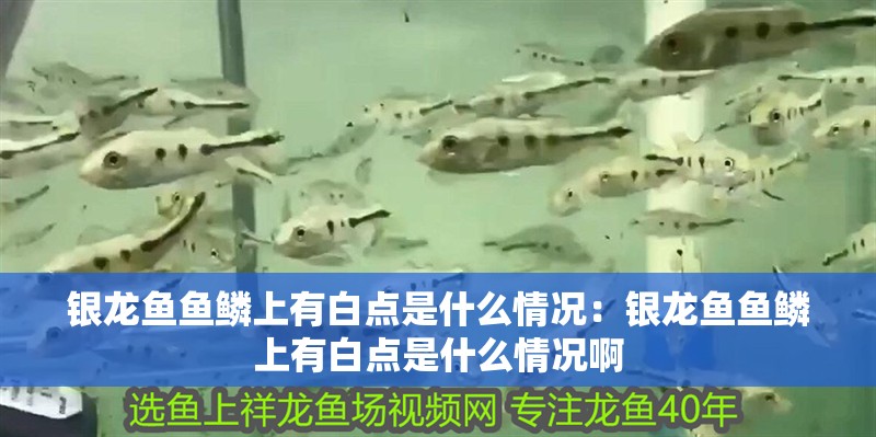 銀龍魚魚鱗上有白點是什么情況：銀龍魚魚鱗上有白點是什么情況啊