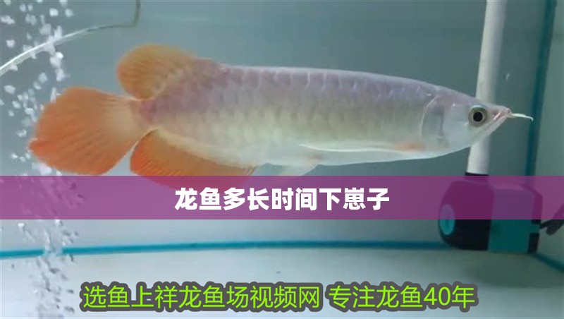 龍魚多長時間下崽子