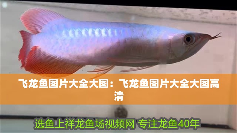 飛龍魚圖片大全大圖：飛龍魚圖片大全大圖高清