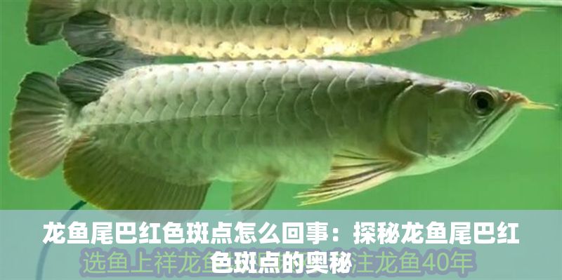 龍魚尾巴紅色斑點怎么回事：探秘龍魚尾巴紅色斑點的奧秘