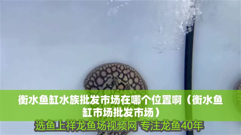 衡水魚缸水族批發(fā)市場在哪個位置啊（衡水魚缸市場批發(fā)市場）