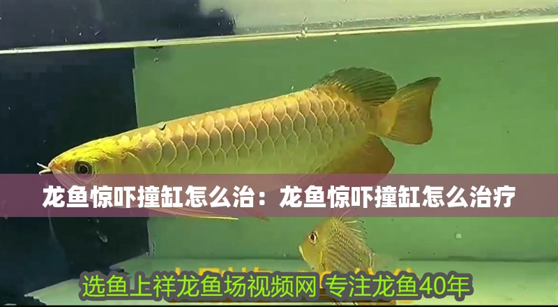 龍魚驚嚇撞缸怎么治：龍魚驚嚇撞缸怎么治療