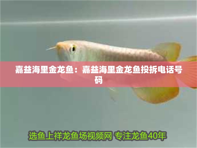 嘉益海里金龍魚：嘉益海里金龍魚投拆電話號(hào)碼