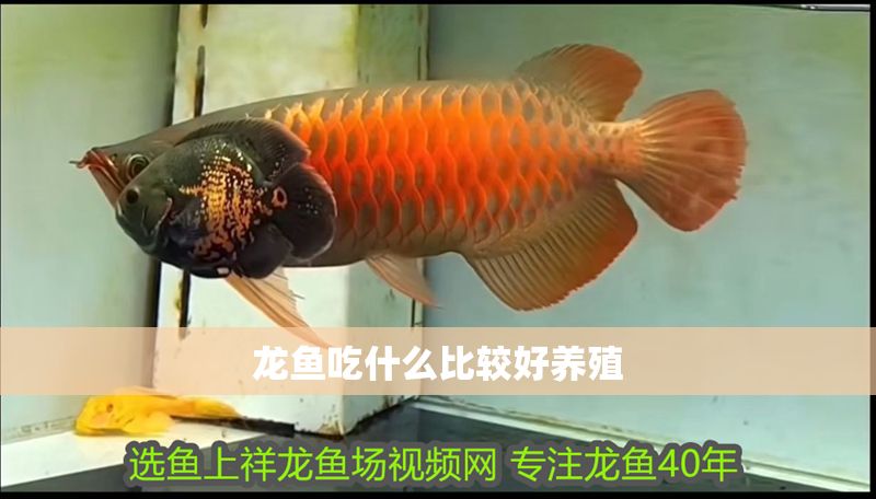 龍魚吃什么比較好養殖