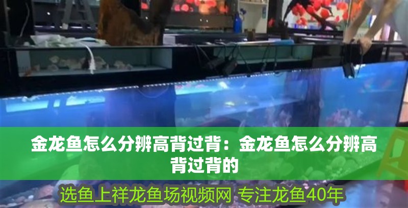 金龍魚怎么分辨高背過背：金龍魚怎么分辨高背過背的