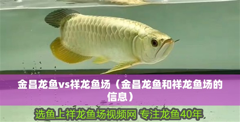 金昌龍魚(yú)vs祥龍魚(yú)場(chǎng)（金昌龍魚(yú)和祥龍魚(yú)場(chǎng)的信息）