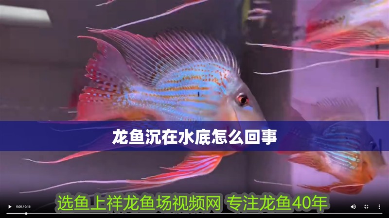 龍魚沉在水底怎么回事