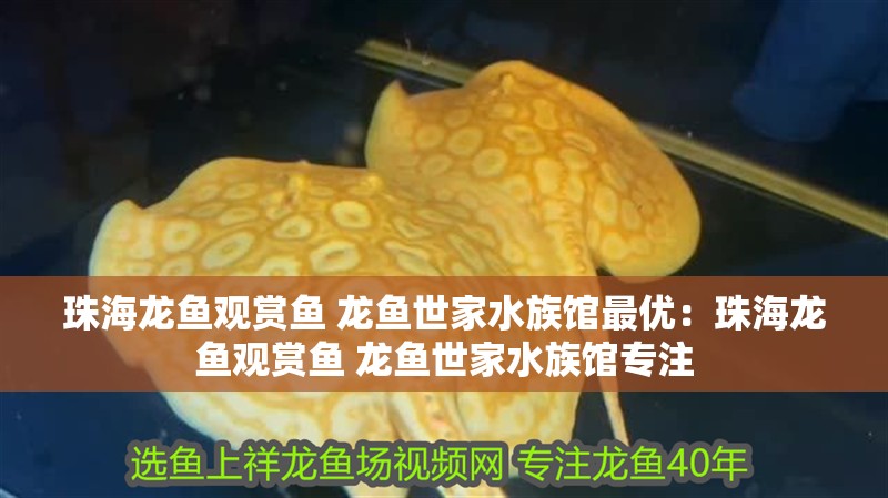 珠海龍魚觀賞魚 龍魚世家水族館最優：珠海龍魚觀賞魚 龍魚世家水族館專注
