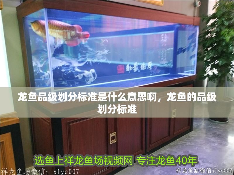 龍魚品級劃分標準是什么意思啊，龍魚的品級劃分標準
