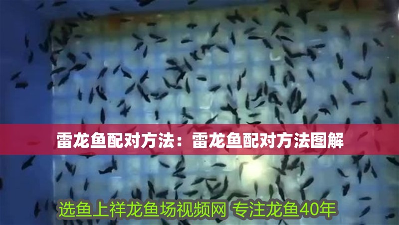 雷龍魚配對方法：雷龍魚配對方法圖解