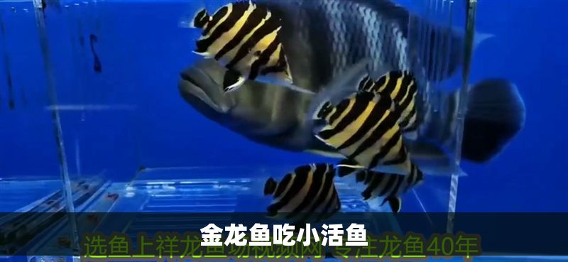 金龍魚吃小活魚