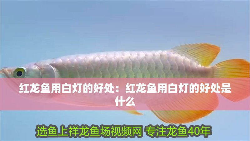 紅龍魚(yú)用白燈的好處：紅龍魚(yú)用白燈的好處是什么