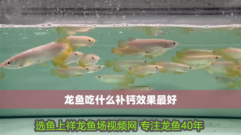 龍魚吃什么補(bǔ)鈣效果最好